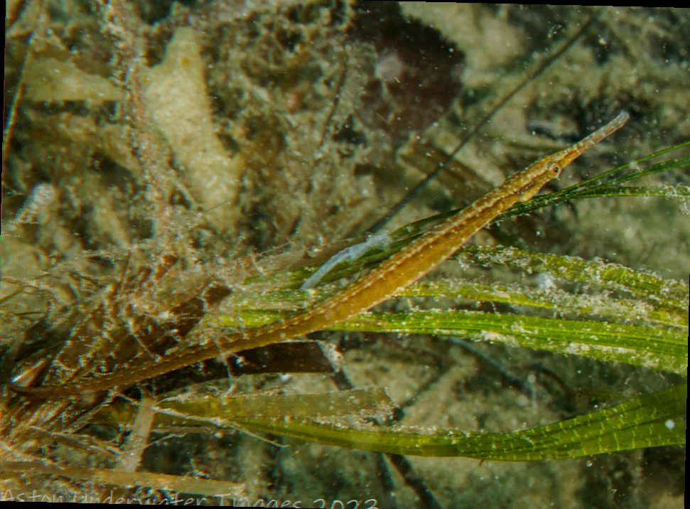 Adapting pipefish gold coast waters