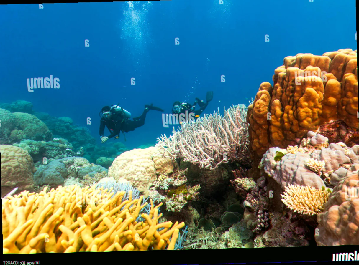 Agincourt reef plate coral formations