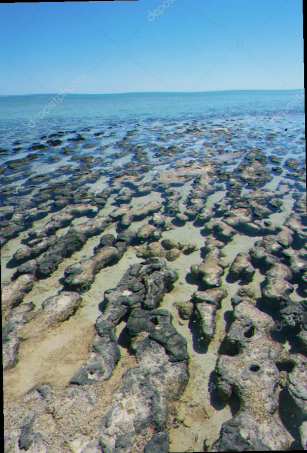 Ancient stromatolites western australia