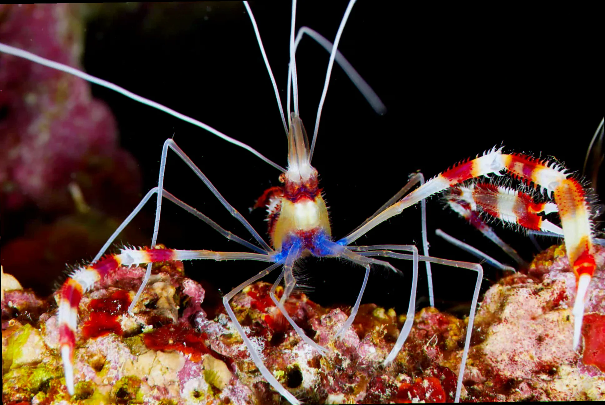Banded coral shrimp