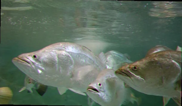 Barramundi spawning habitat cape york