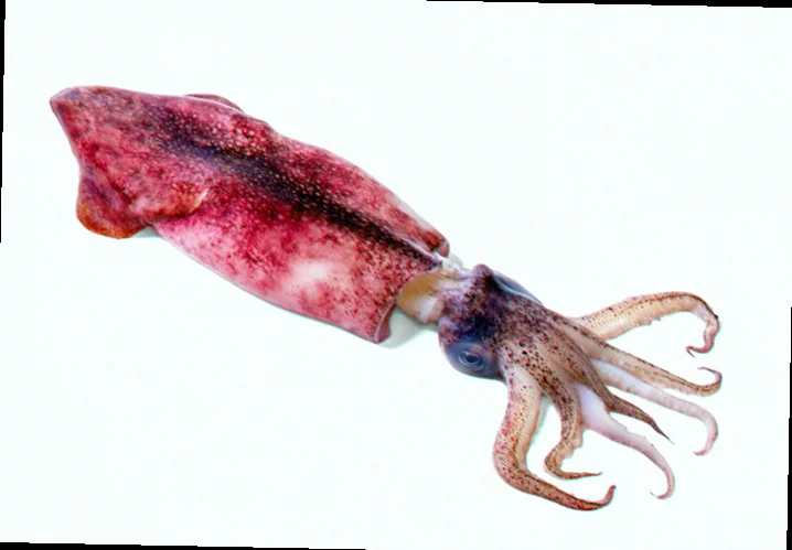 Best time to photograph squid in australia