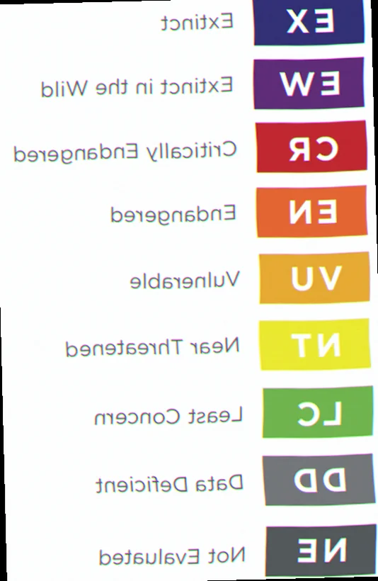 Black cod conservation status