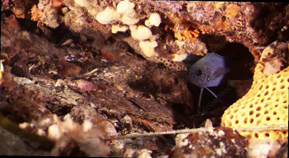 Blue devil fish habitat preferences australia