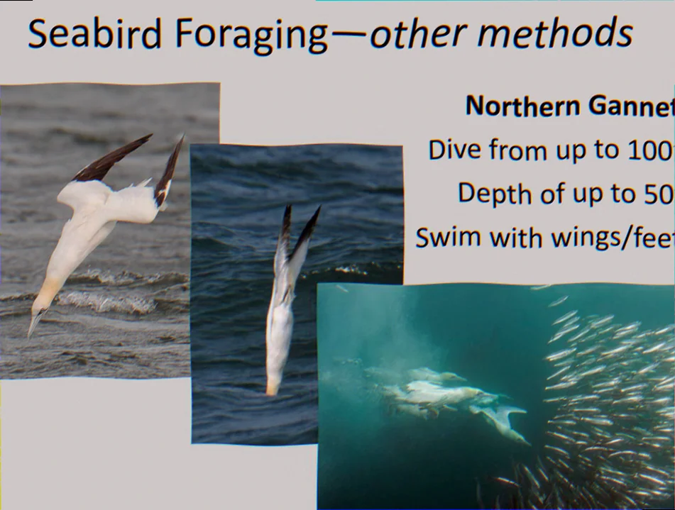 Bonney upwelling seabird foraging behaviour