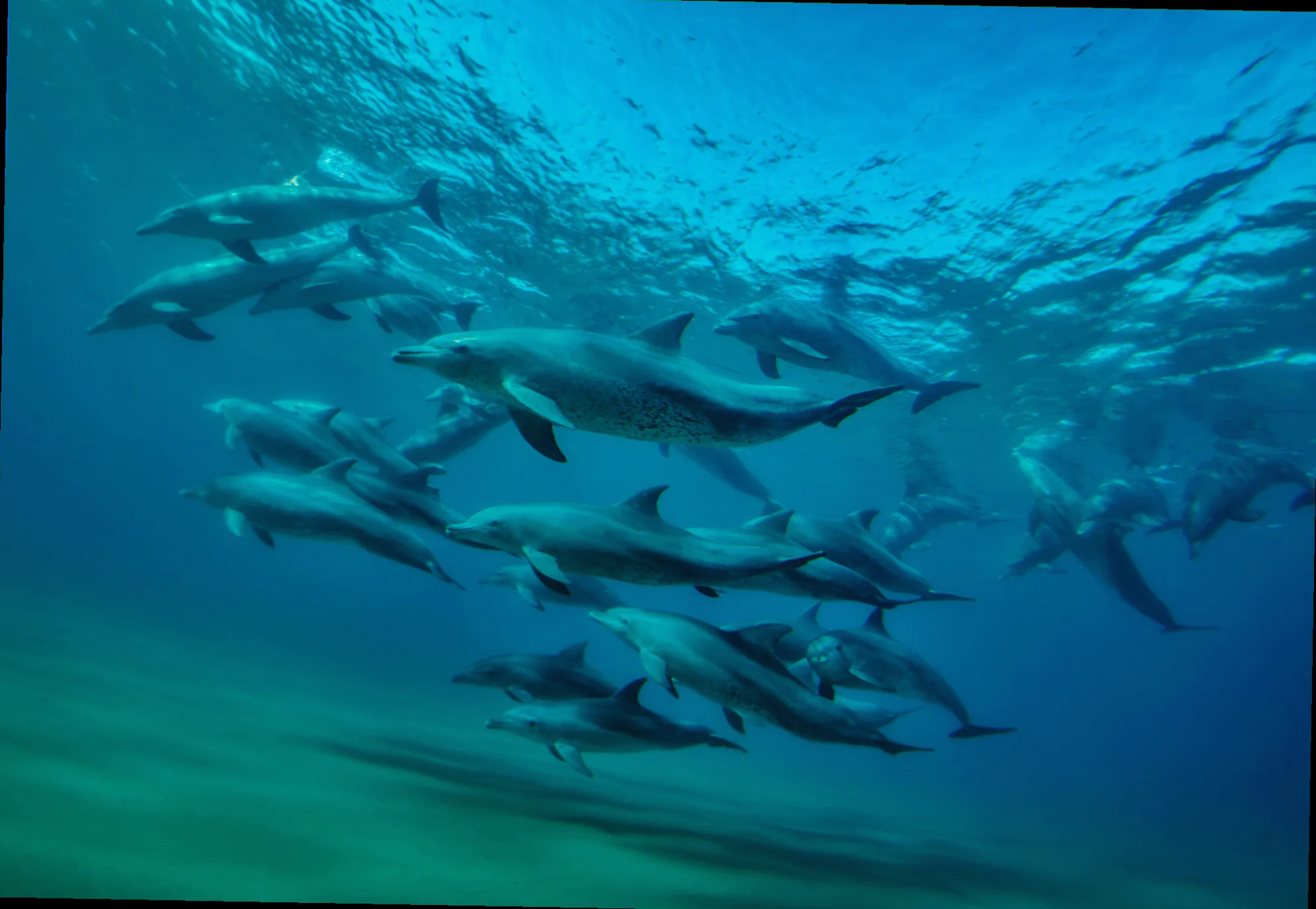 Bottlenose dolphin pods gippsland lakes