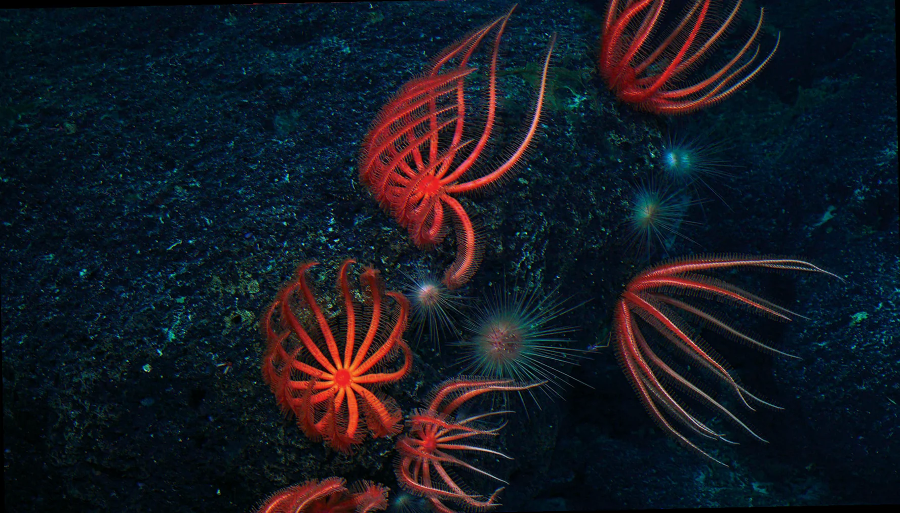Brisingid seastar reproduction strategies deep sea