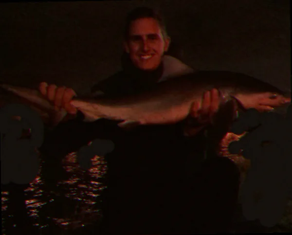 Bull shark behaviour swan river estuary