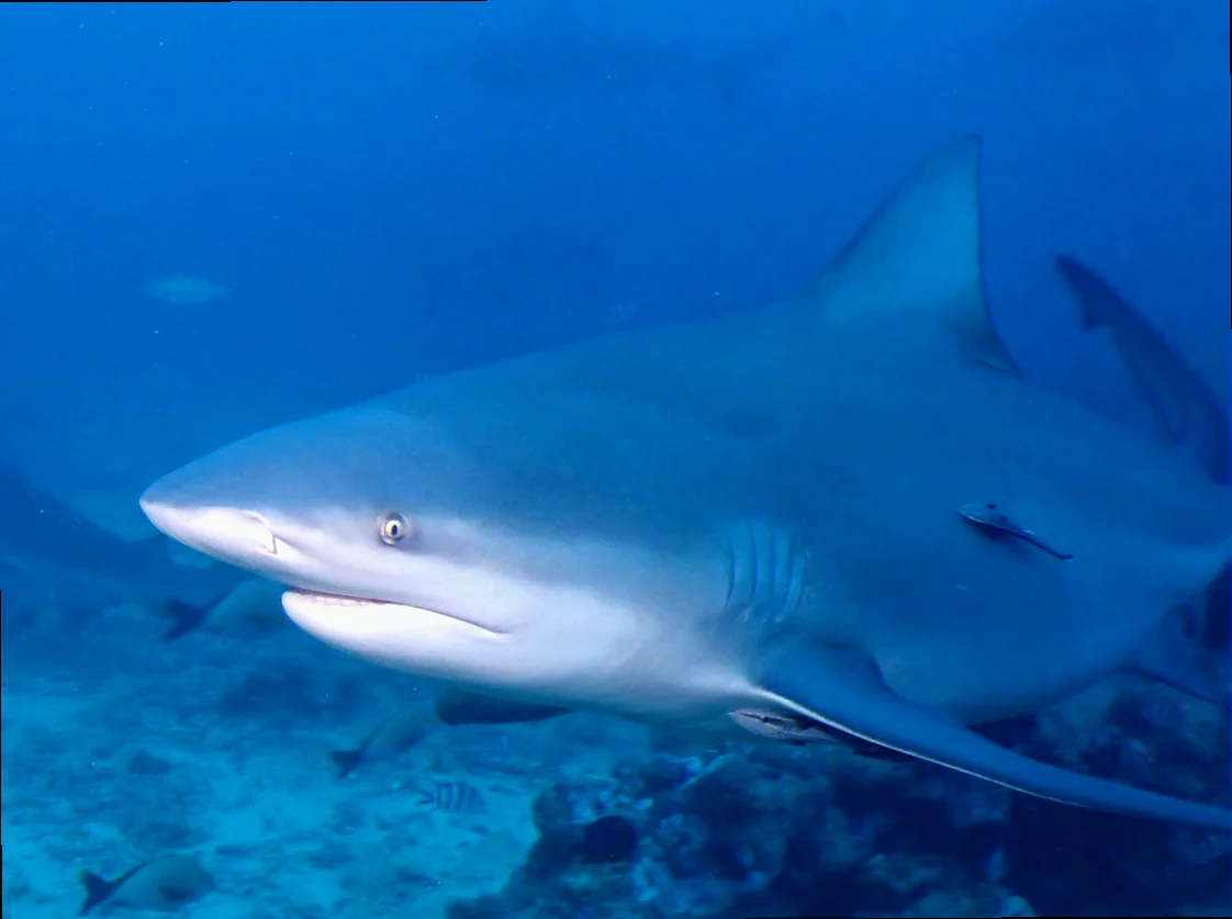 Bull shark estuarine habitats australia