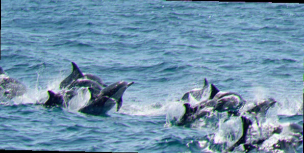 Cape byron marine park dolphins