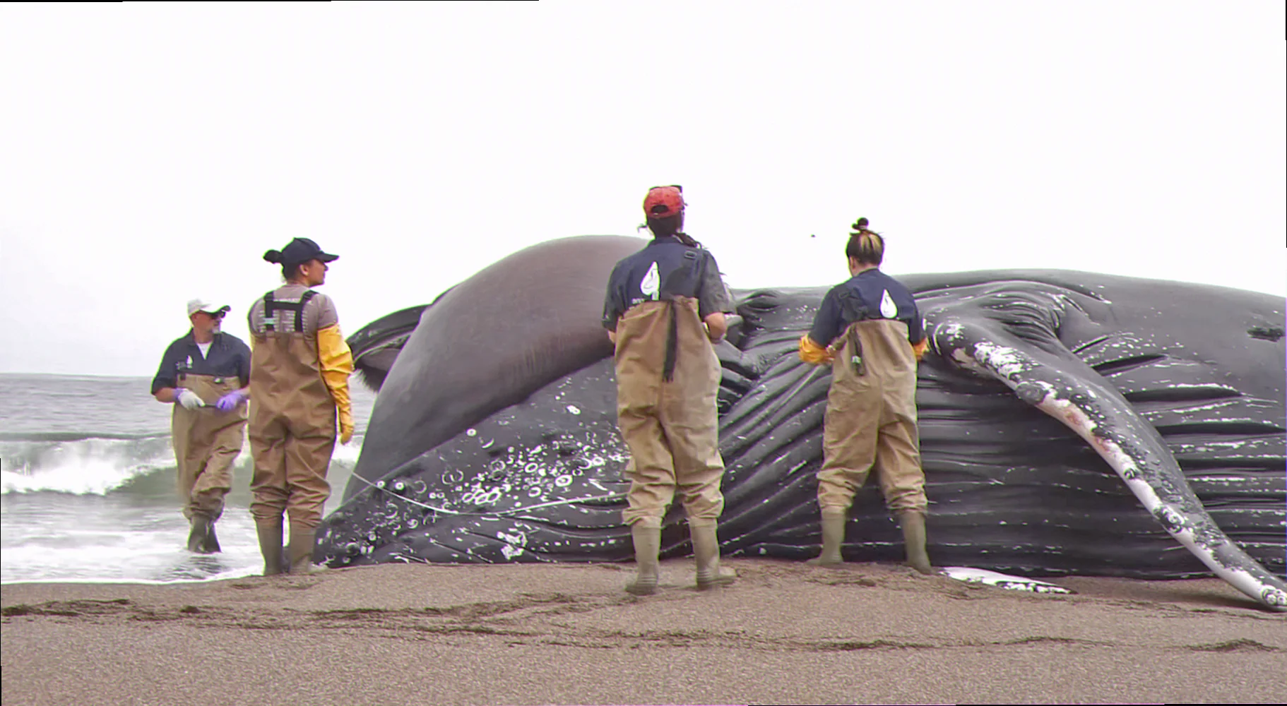 Ceduna coastal marine mammal stranding
