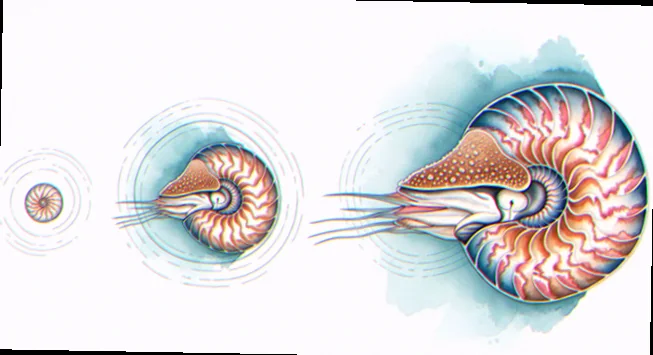 Chambered nautilus evolutionary adaptations