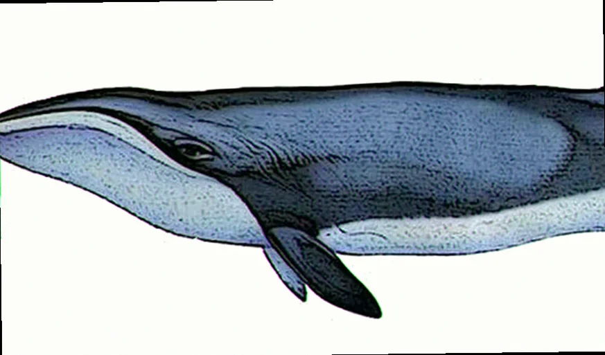 Cheynes beach pygmy right whale calving grounds