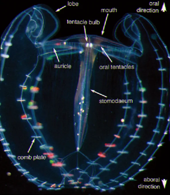 Comb jelly ctenes feeding strategy