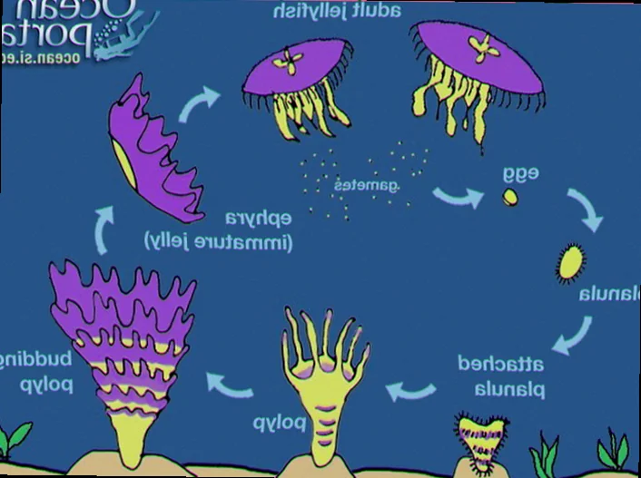 Comb jelly ctenes reproductive behavior
