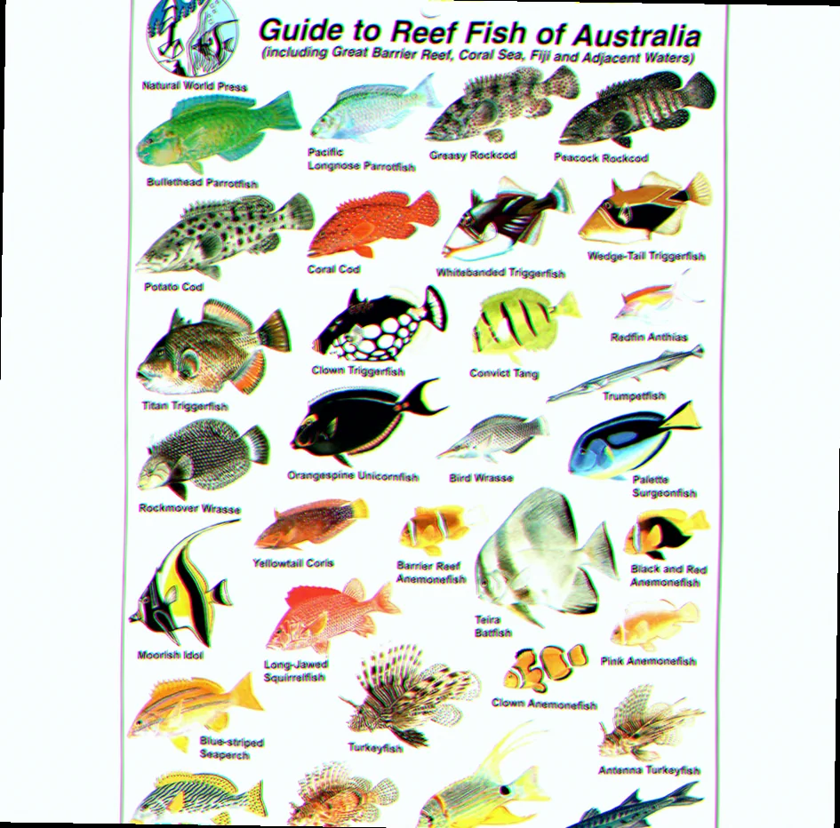 Coral reef fish identification guide australia