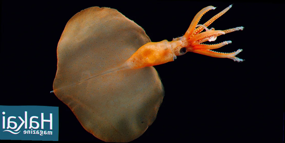 Deep sea squid distribution australia