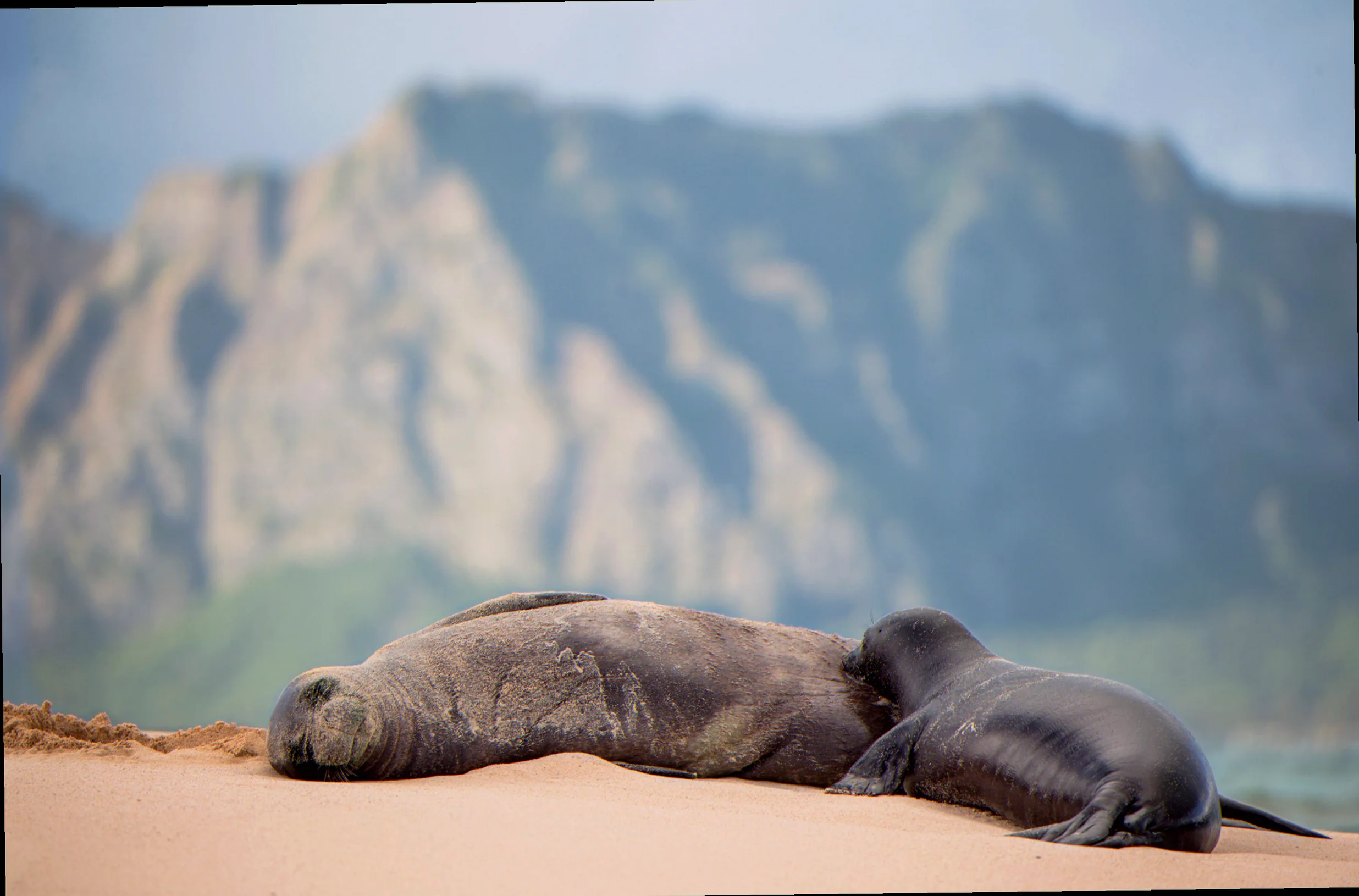 Discovery bay marine mammal strandings