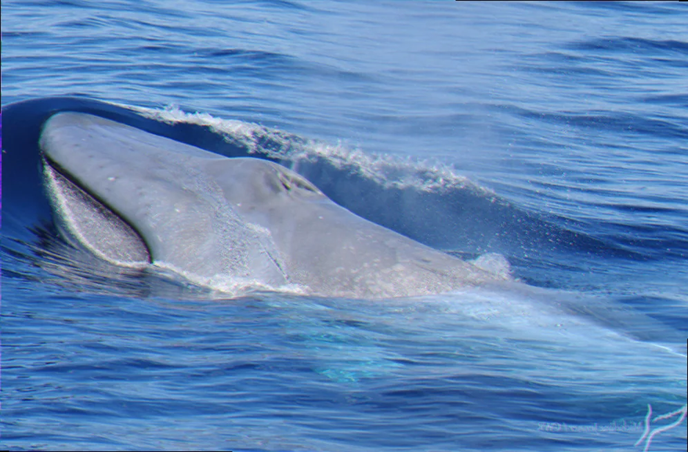Discovery bay pygmy blue whale