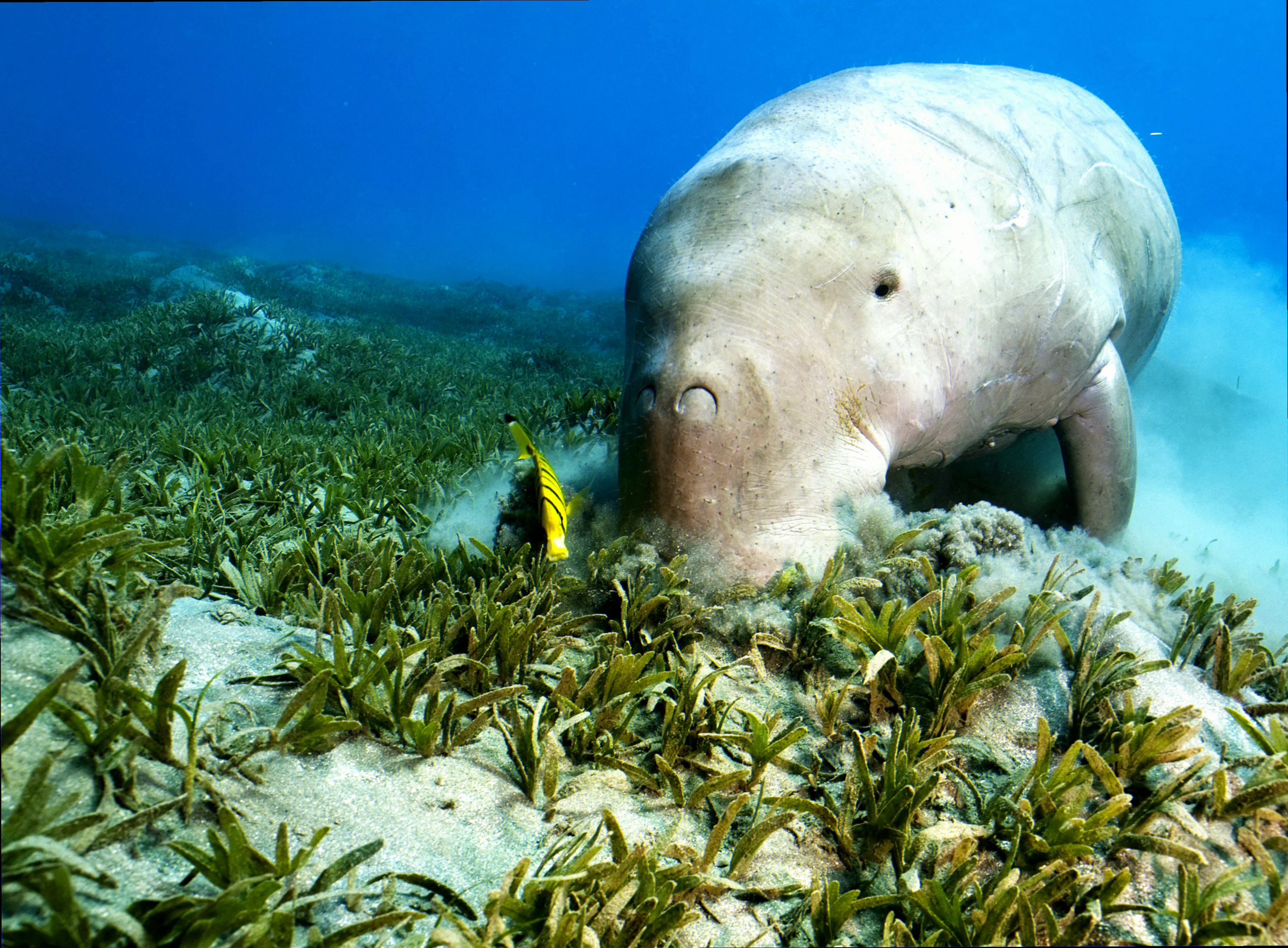 Dugong seagrass diet exmouth gulf