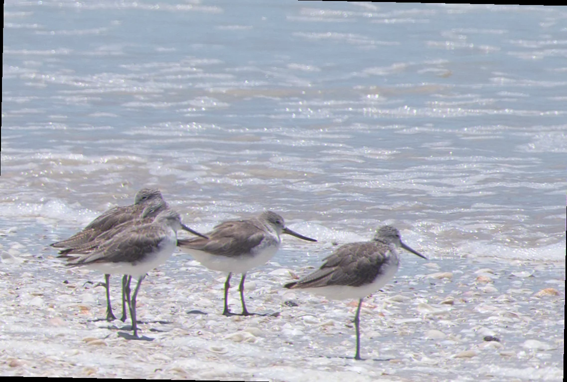Eighty mile beach bird behaviour