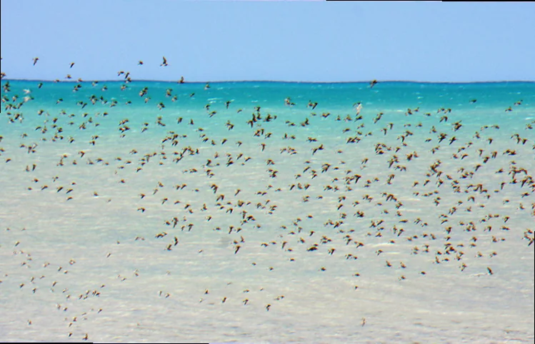 Eighty mile beach bird watching locations