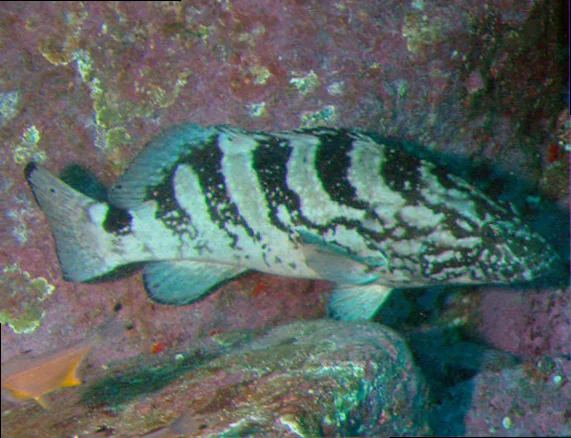 Elizabeth reef black cod breeding habits