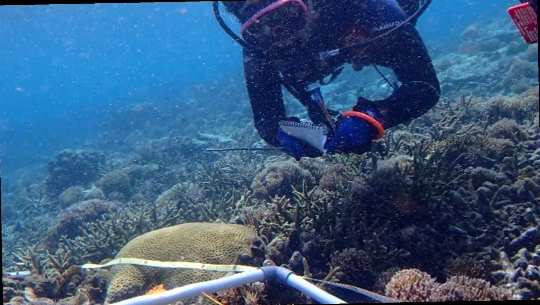 Elizabeth reef black cod recovery program
