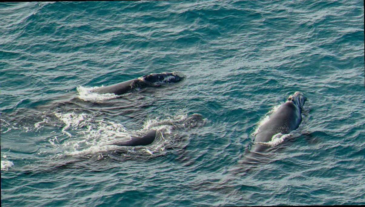 Encounter bay southern right whale acoustics