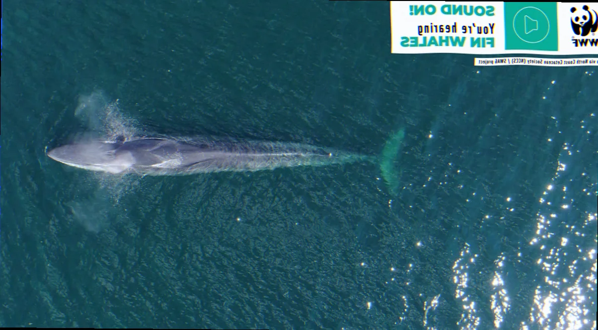 Fin whale acoustics