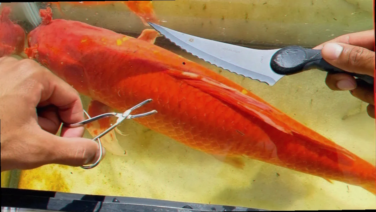 Fish parasite removal