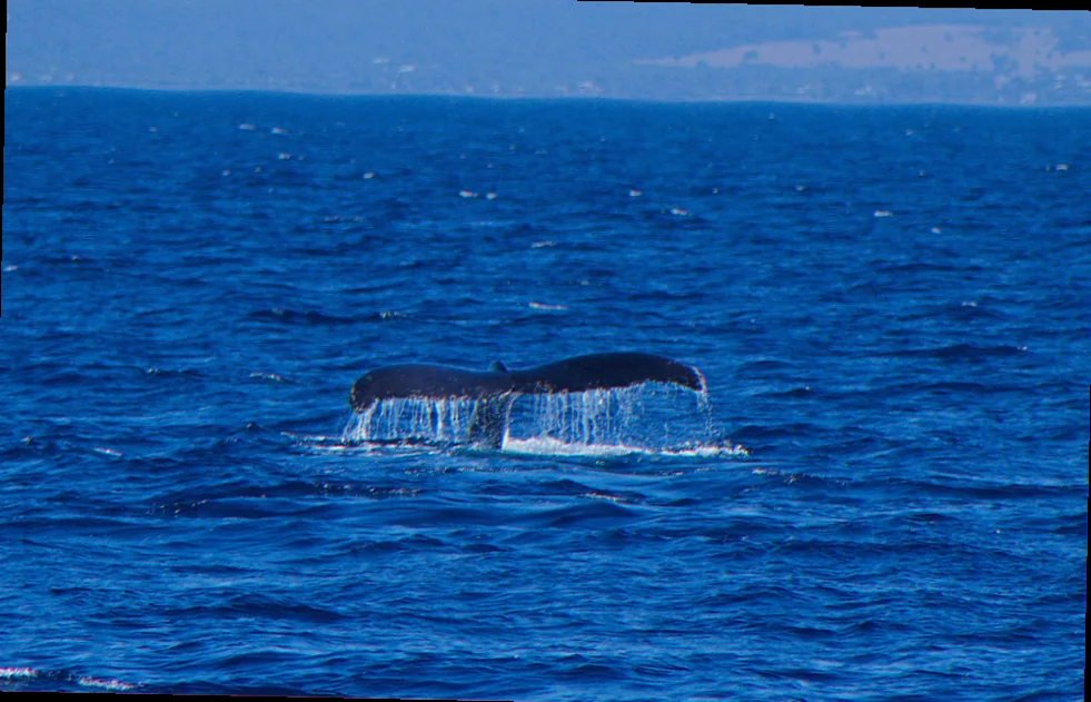 Geographe bay blue whale sightings