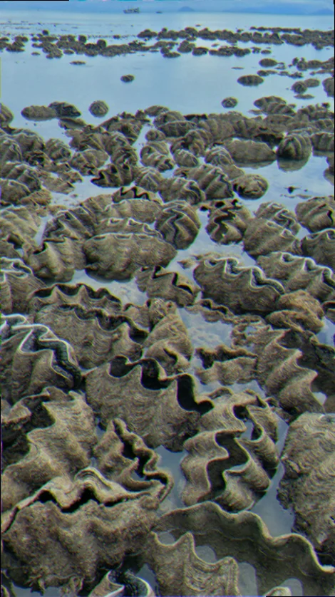 Giant clam restoration projects au