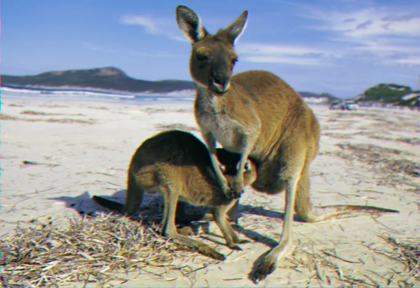 Great australian bight shrimp stocks