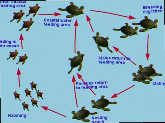 Green turtle migration patterns australia