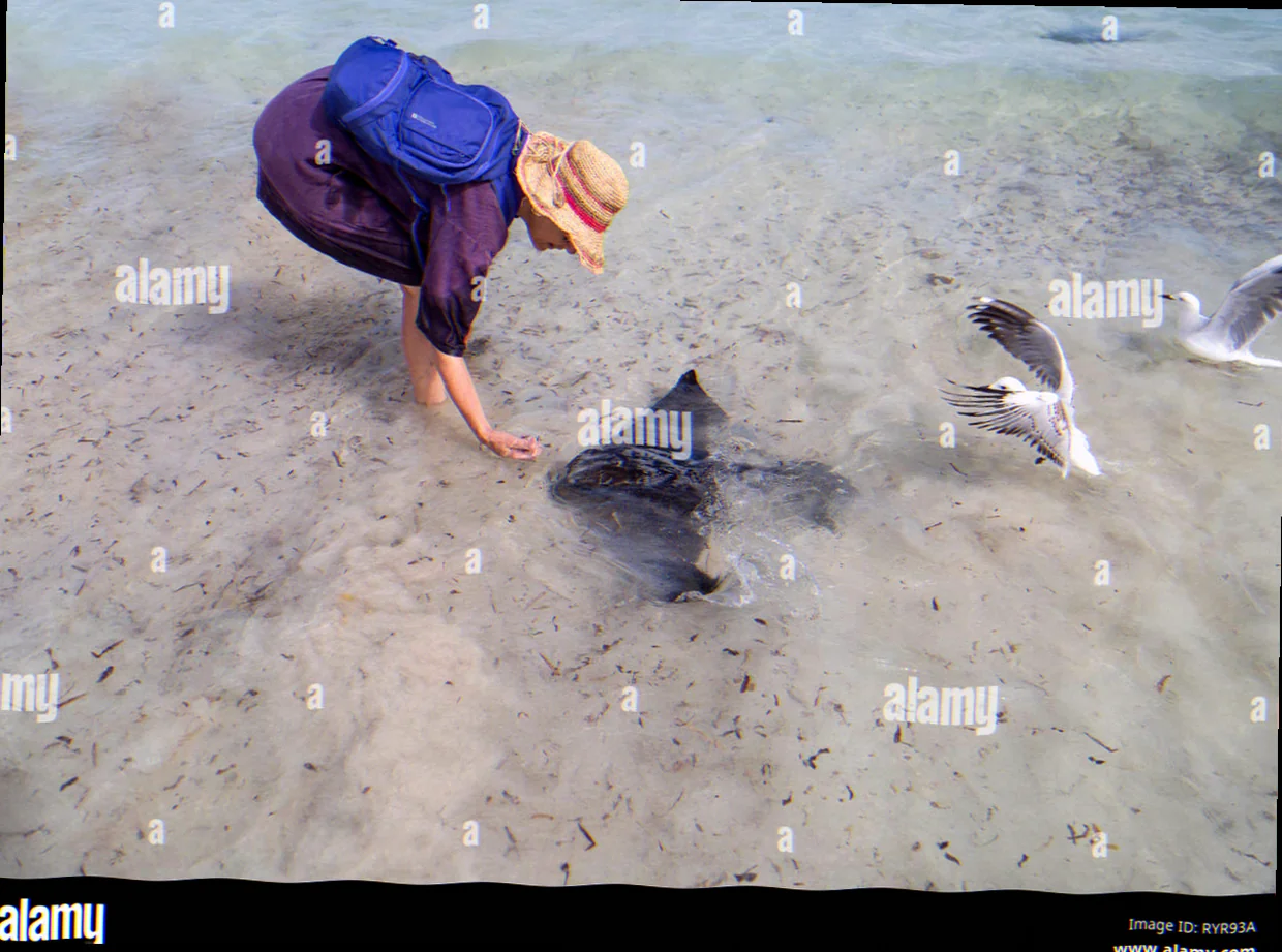 Hamelin bay stingray feeding behavior