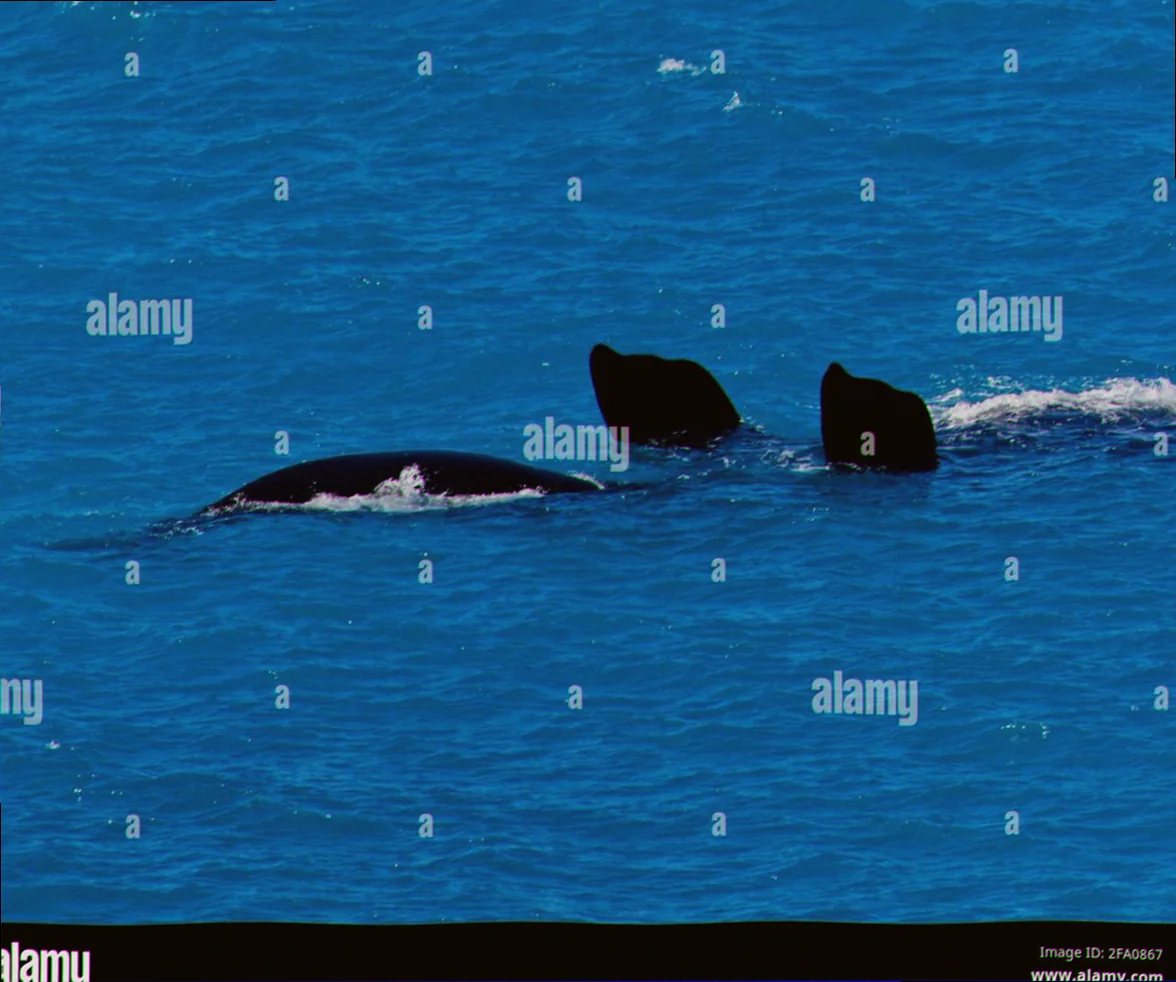 Head of bight whale migration