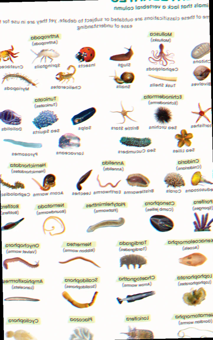 Horizontal falls invertebrate species list