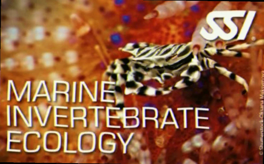 Horizontal falls marine invertebrate biodiversity