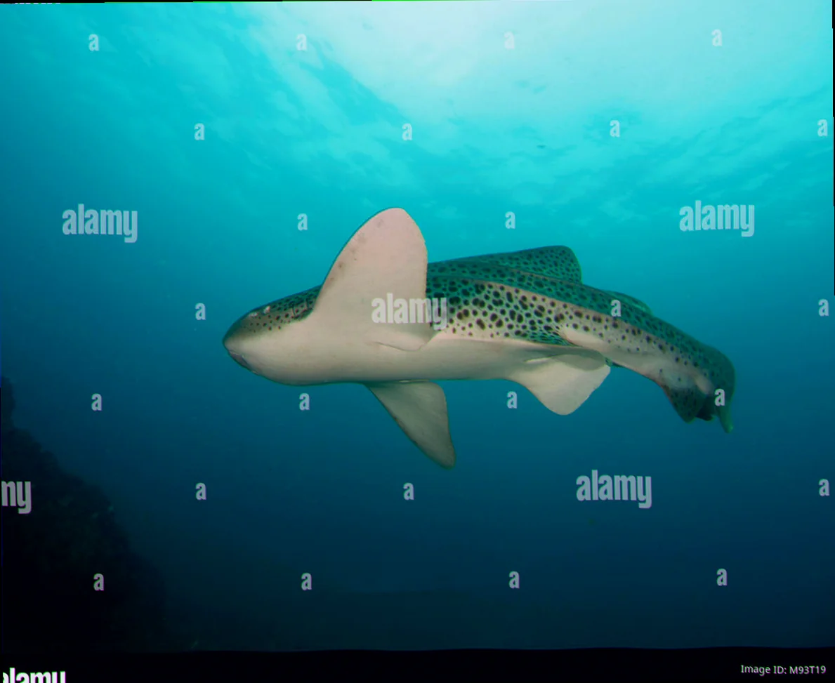 Julian rocks leopard shark photography