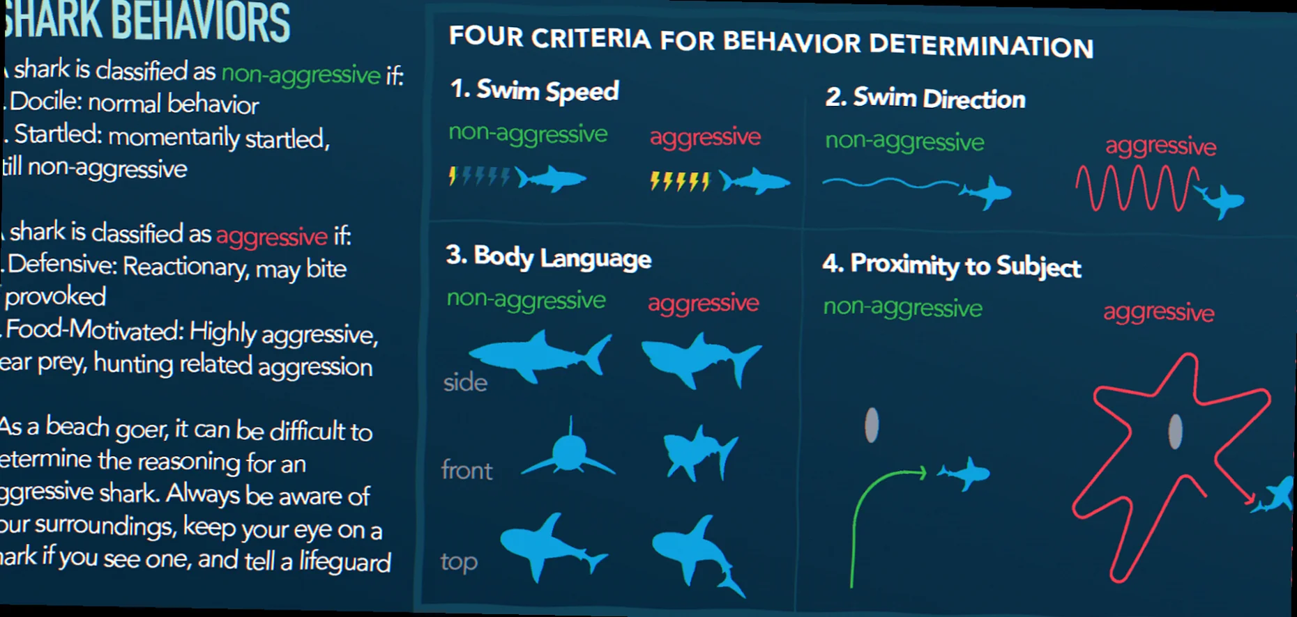 Juvenile shark behaviour shelly beach