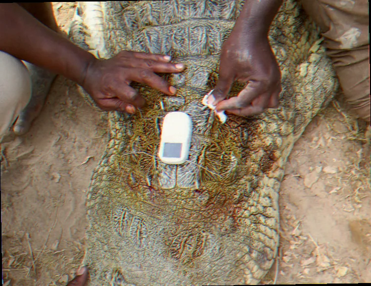 King sound saltwater crocodile tracking