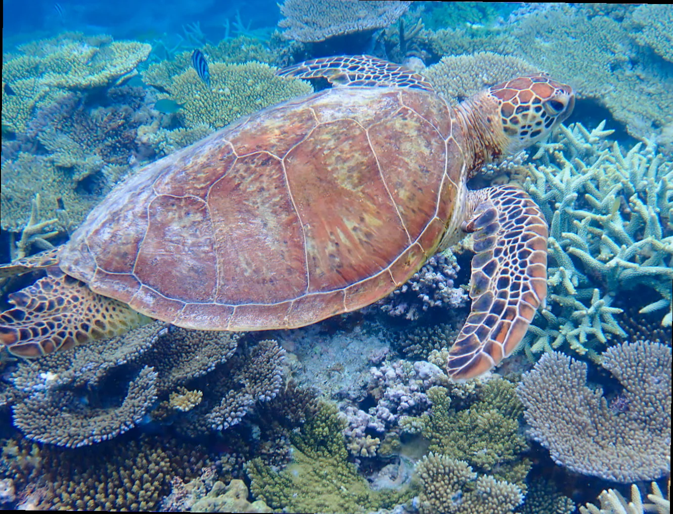 Lady musgrave island lagoon fauna