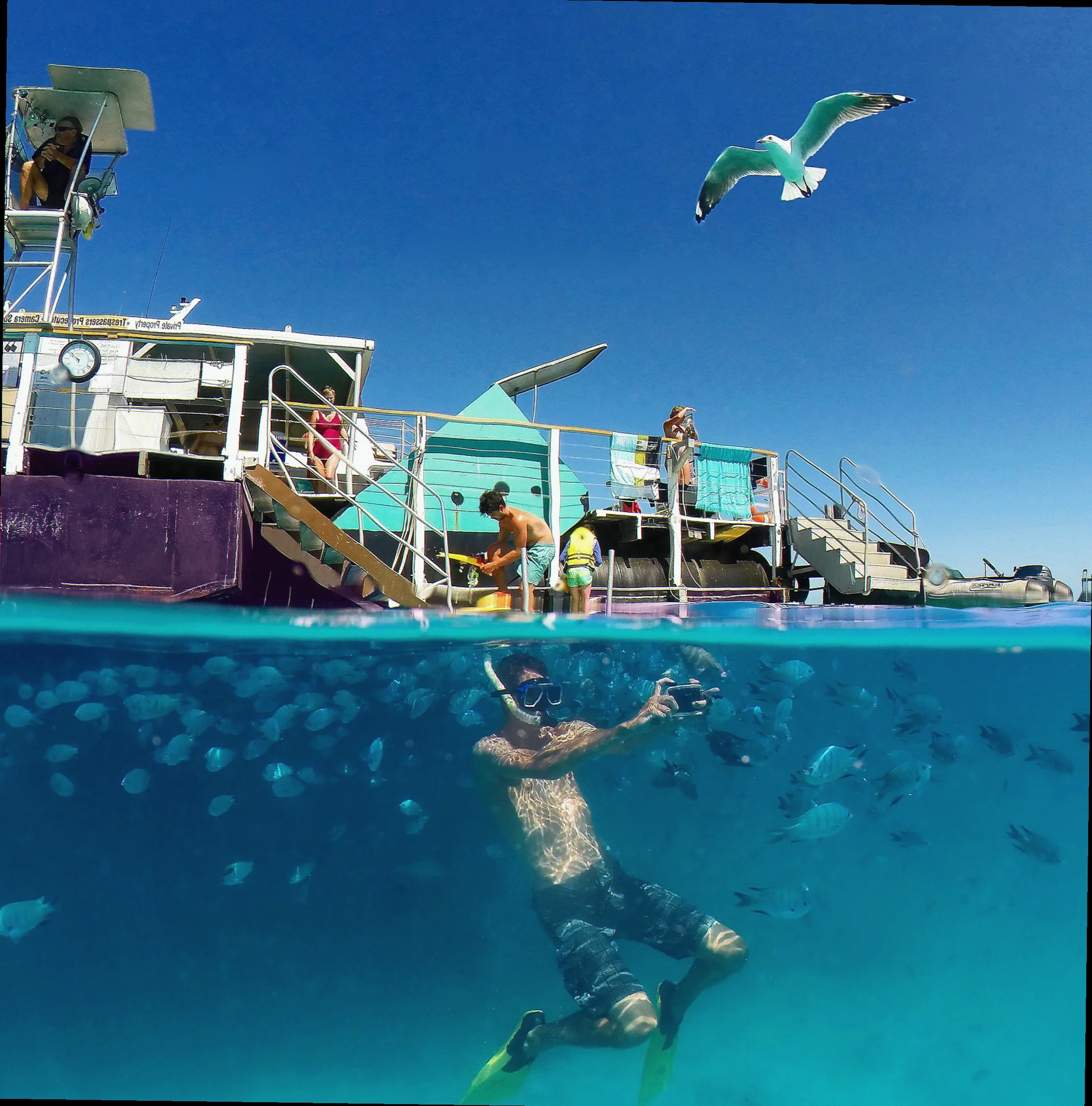 Lady musgrave island leopard wrasse