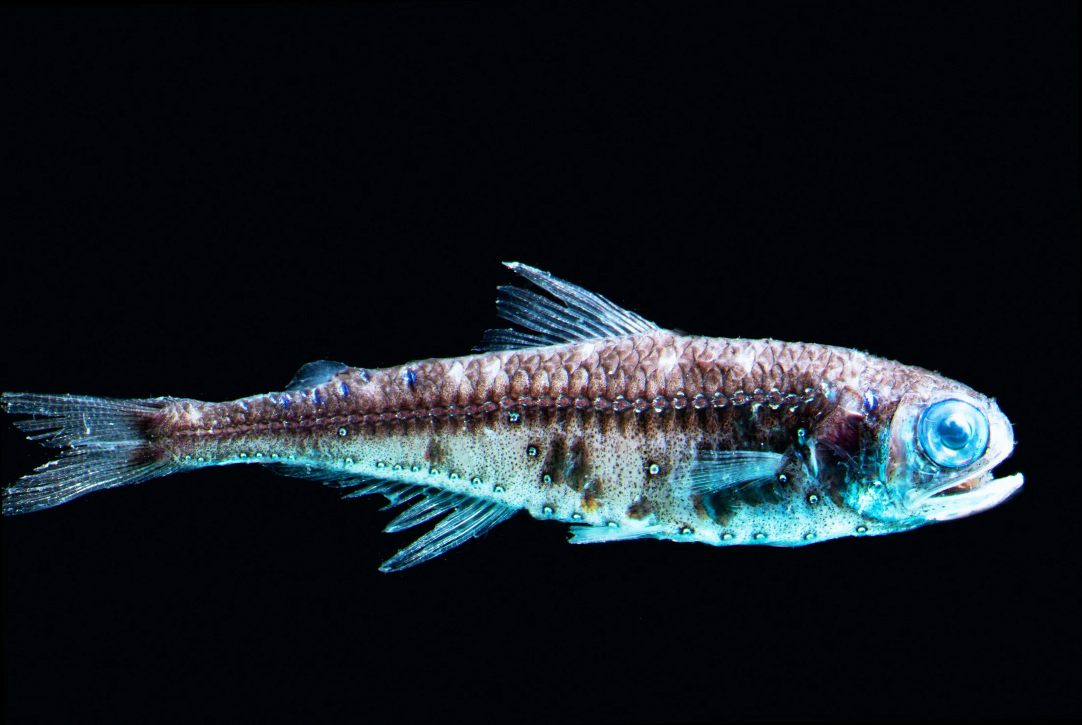 Lanternfish bioluminescence and habitat