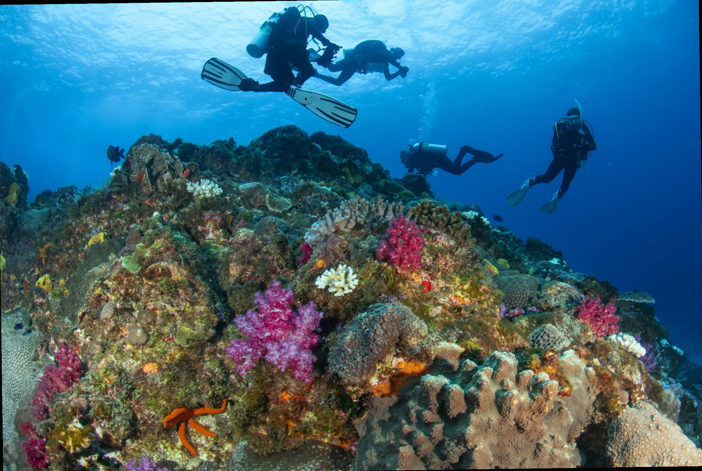 Lord howe island marine research