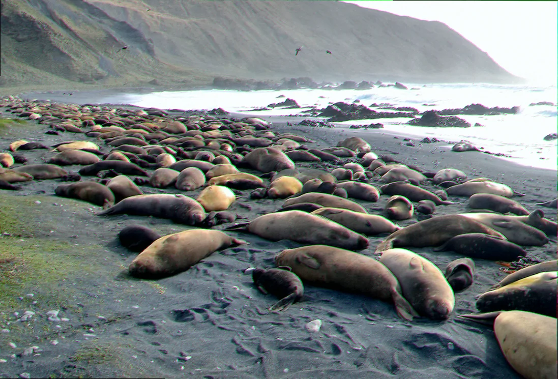Macquarie island elephant seal colonies