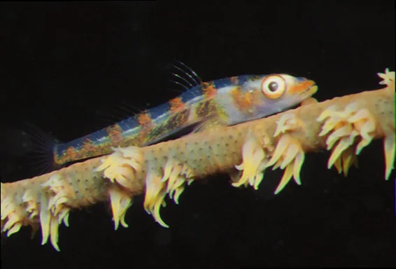 Marine species endemic to lord howe island