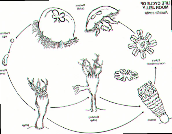 Moon jelly life cycle