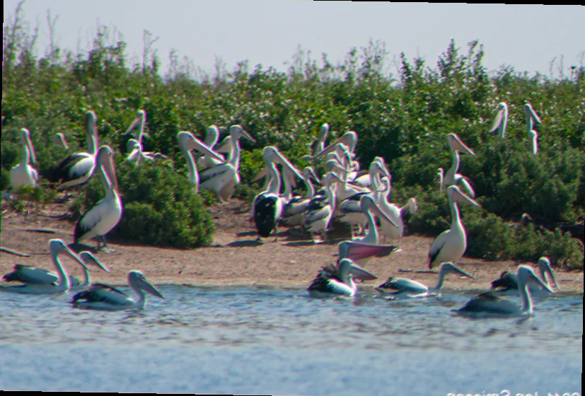Mud islands migratory bird habitats